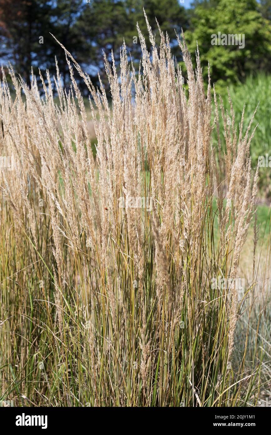 G0108 Grass Calamagrostis X Acutiflora Hello Spring - View 1 from www redcrocus com