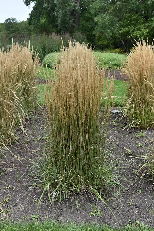 G0108 Grass Calamagrostis X Acutiflora Hello Spring - View 3 from www redcrocus com