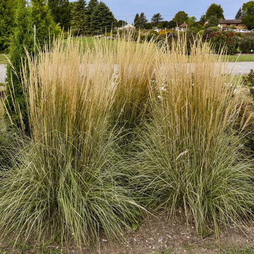 G0108 Grass Calamagrostis X Acutiflora Hello Spring - View 4 from www redcrocus com