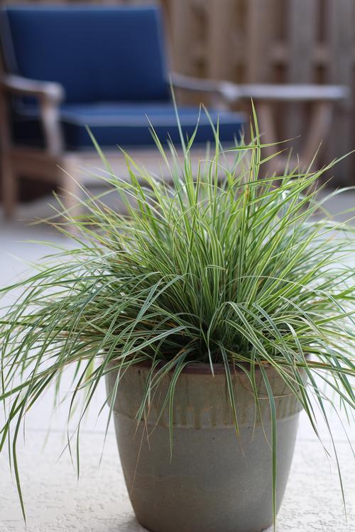 G0108 Grass Calamagrostis X Acutiflora Hello Spring - View 5 from www redcrocus com