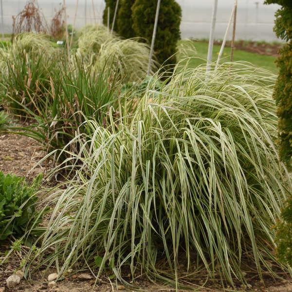 G0108 Grass Calamagrostis X Acutiflora Hello Spring - View 6 from www redcrocus com