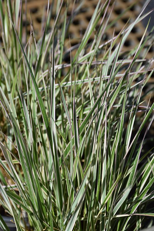 G0108 Grass Calamagrostis X Acutiflora Hello Spring - View 7 from www redcrocus com