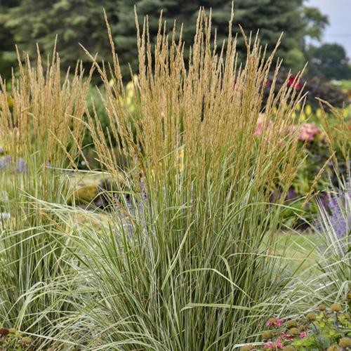 G0108 Grass Calamagrostis X Acutiflora Hello Spring - View 8 from www redcrocus com
