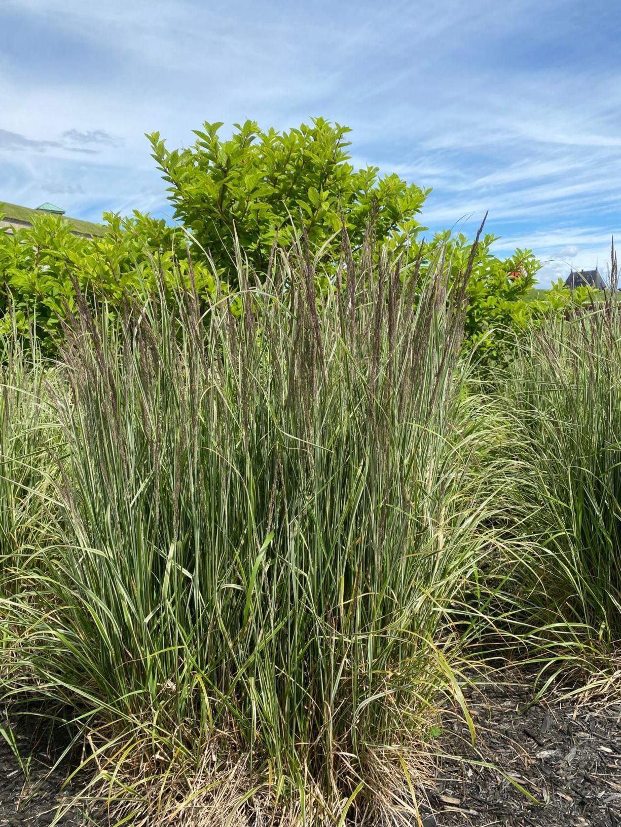 G0108 Grass Calamagrostis X Acutiflora Hello Spring - View 9 from www redcrocus com