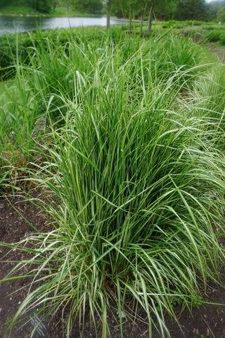 G0109 Grass, Calamagrostis X Acutiflora 'lightning Strike' - View 6 from www redcrocus com
