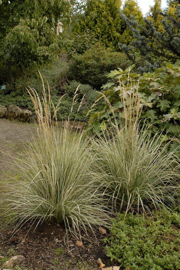 G0109 Grass Calamagrostis X Acutiflora Lightning Strike - View 11 from www redcrocus com
