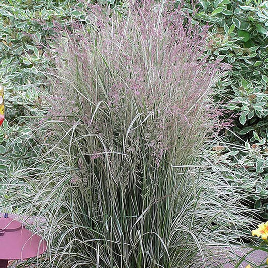 G0109 Grass Calamagrostis X Acutiflora Lightning Strike - View 1 from www redcrocus com
