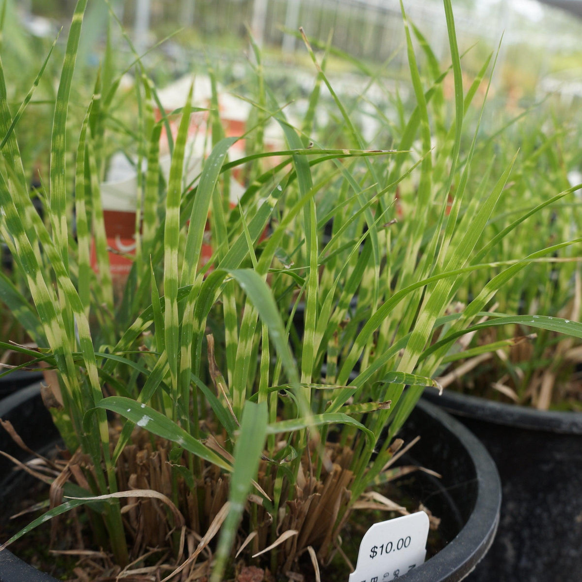 G0110 Grass Miscanthus Sinensis Bandwidth - View 10 from www redcrocus com