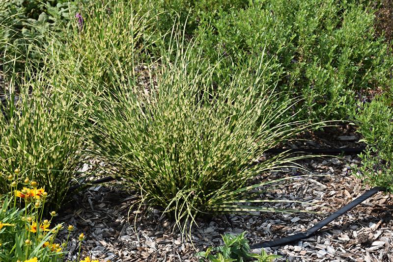 G0110 Grass Miscanthus Sinensis Bandwidth - View 13 from www redcrocus com