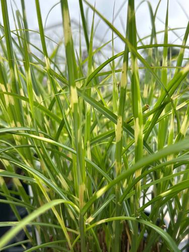 G0110 Grass Miscanthus Sinensis Bandwidth - View 14 from www redcrocus com