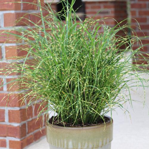 G0110 Grass Miscanthus Sinensis Bandwidth - View 16 from www redcrocus com