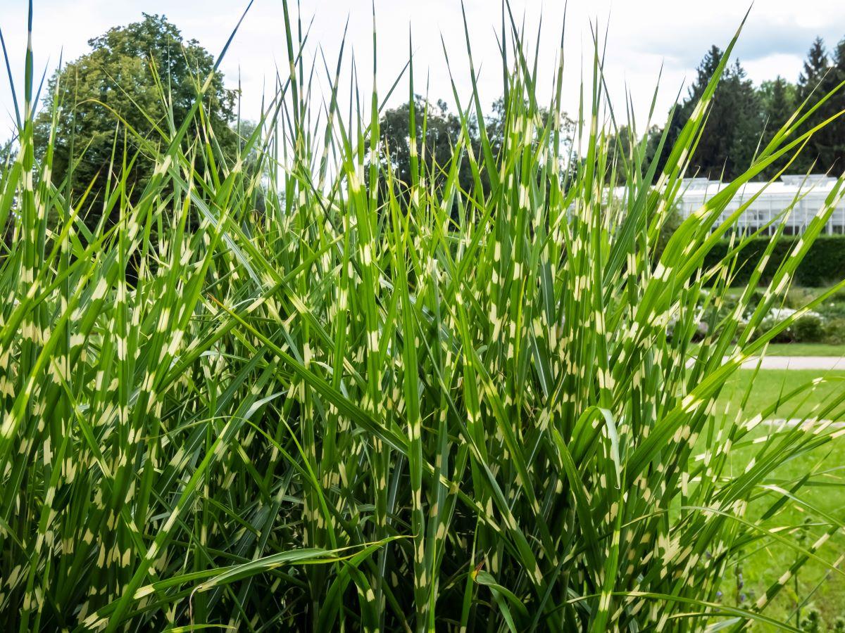 G0110 Grass Miscanthus Sinensis Bandwidth - View 17 from www redcrocus com