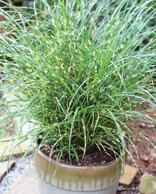 G0110 Grass Miscanthus Sinensis Bandwidth - View 18 from www redcrocus com