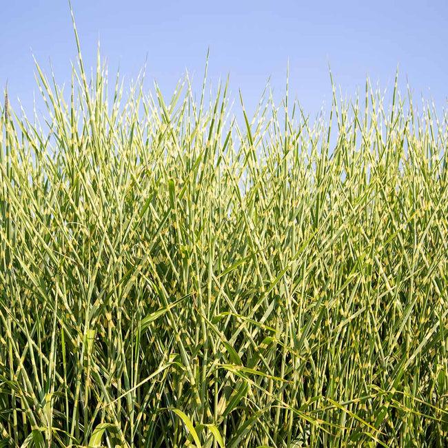 G0110 Grass Miscanthus Sinensis Bandwidth - View 19 from www redcrocus com