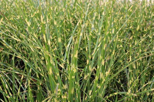 G0110 Grass Miscanthus Sinensis Bandwidth - View 1 from www redcrocus com