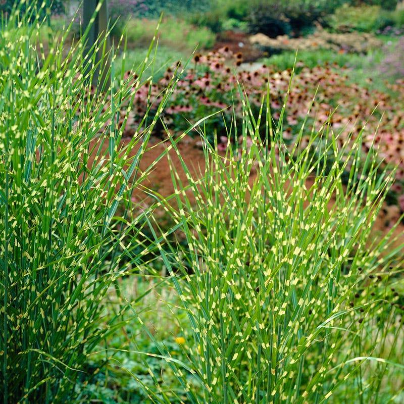 G0110 Grass Miscanthus Sinensis Bandwidth - View 2 from www redcrocus com