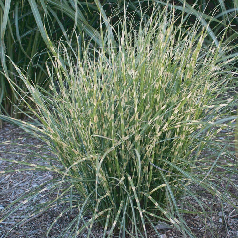 G0110 Grass Miscanthus Sinensis Bandwidth - View 3 from www redcrocus com