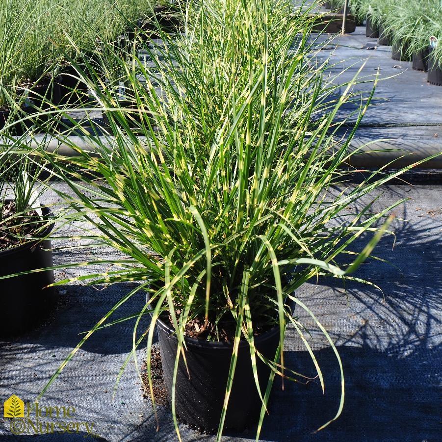 G0110 Grass Miscanthus Sinensis Bandwidth - View 4 from www redcrocus com