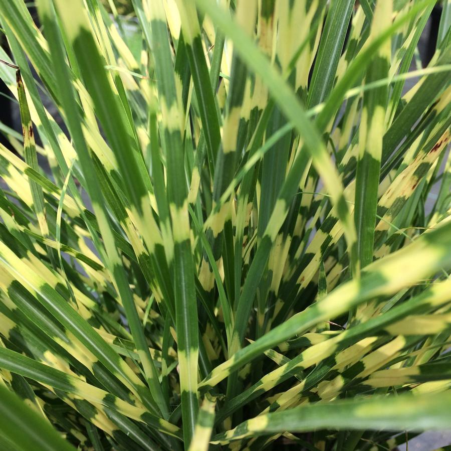 G0110 Grass Miscanthus Sinensis Bandwidth - View 5 from www redcrocus com