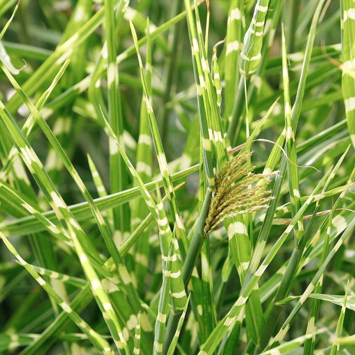 G0110 Grass Miscanthus Sinensis Bandwidth - View 6 from www redcrocus com