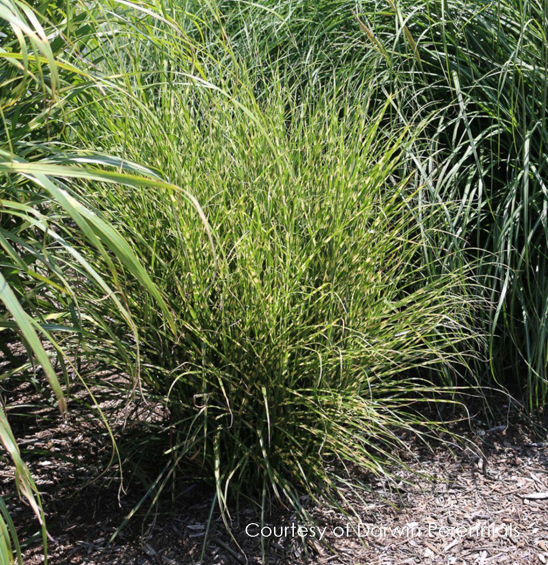 G0110 Grass Miscanthus Sinensis Bandwidth - View 8 from www redcrocus com