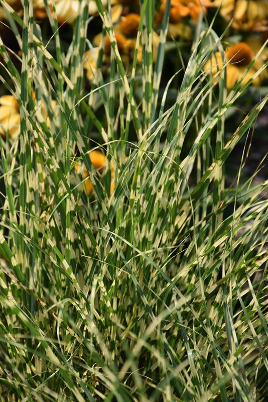 G0110 Grass Miscanthus Sinensis Bandwidth - View 9 from www redcrocus com