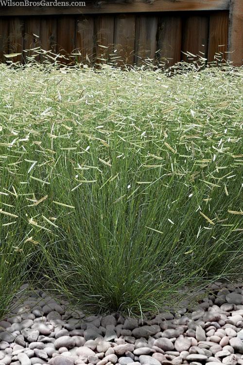 G0117 Grass, Bouteloua 'blonde Ambition' - View 10 from www redcrocus com