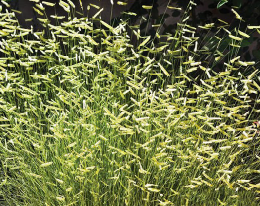 G0117 Grass, Bouteloua 'blonde Ambition' - View 1 from www redcrocus com
