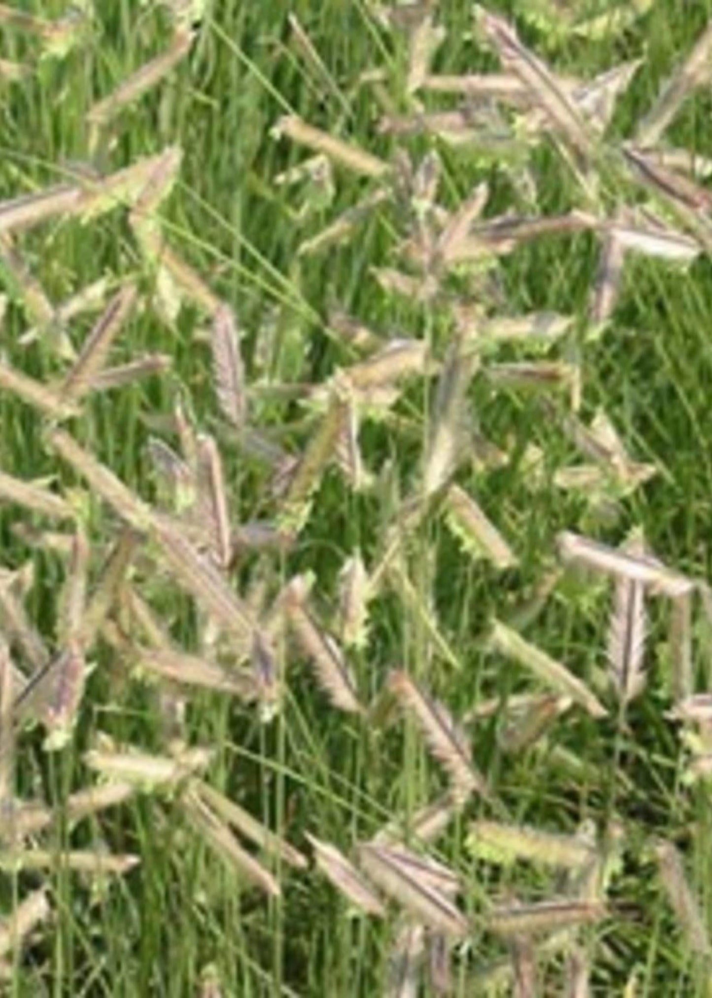 G0123 Grass Bouteloua Gracilis Honeycomb - View 11 from www redcrocus com
