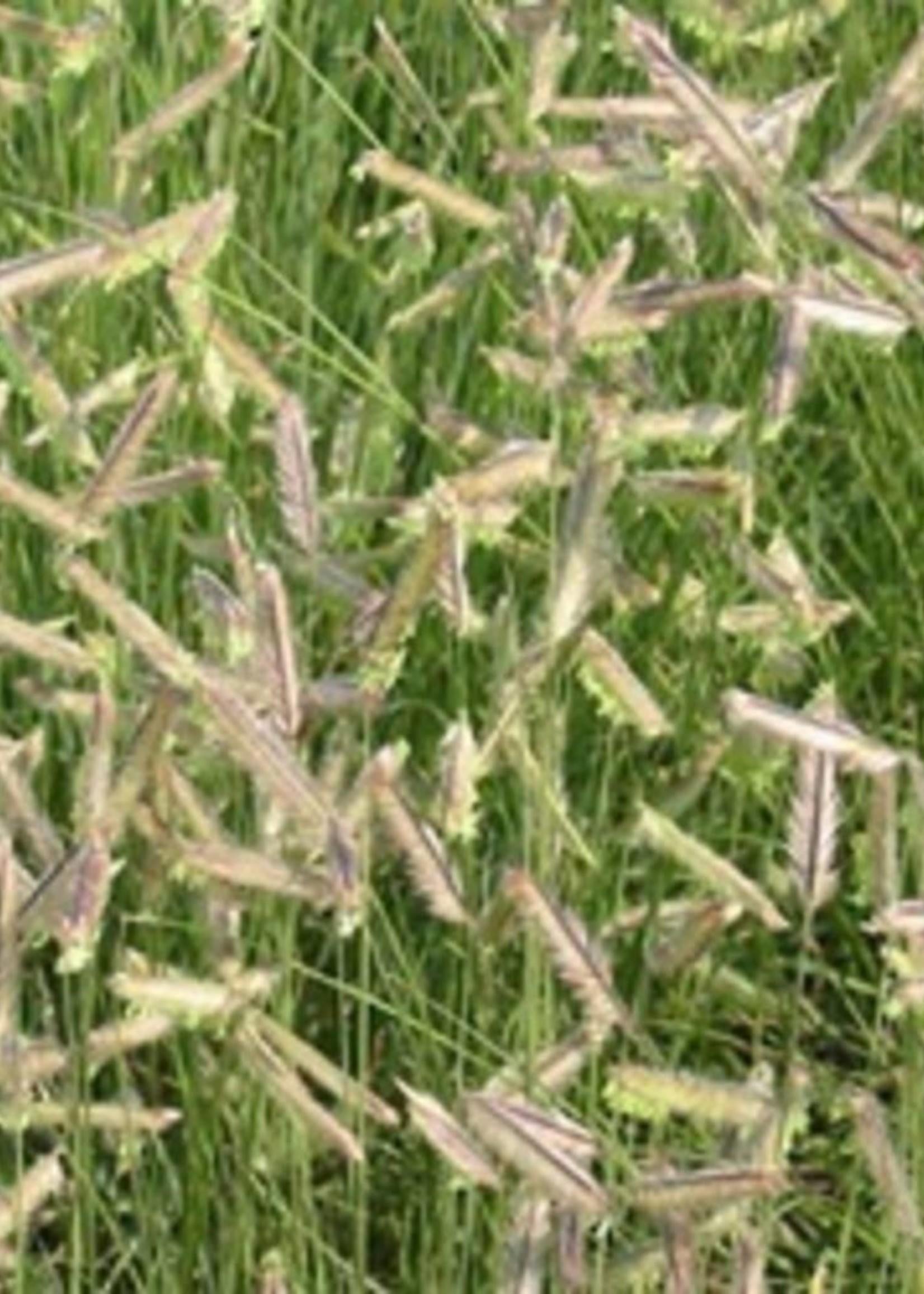 G0123 Grass Bouteloua Gracilis Honeycomb - View 11 from www redcrocus com