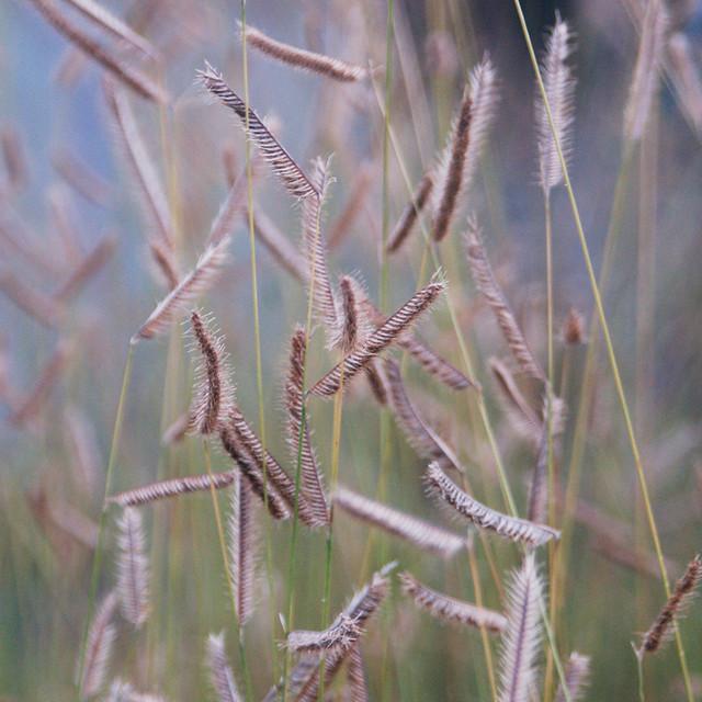 G0123 Grass Bouteloua Gracilis Honeycomb - View 13 from www redcrocus com