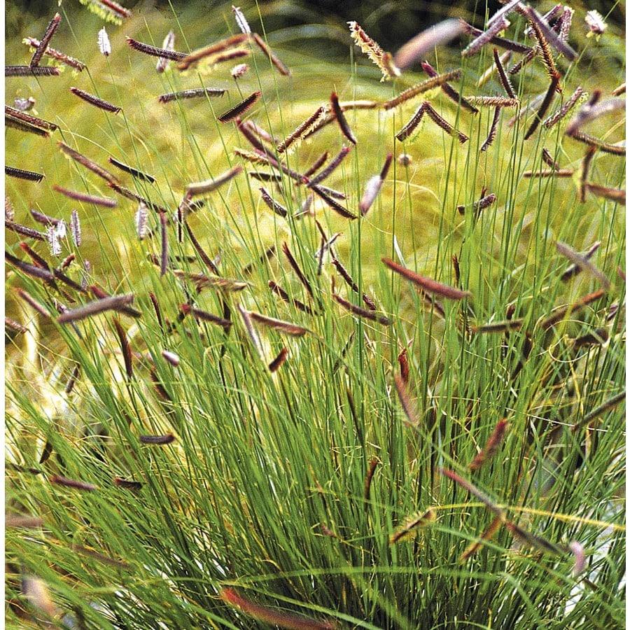 G0123 Grass Bouteloua Gracilis Honeycomb - View 14 from www redcrocus com