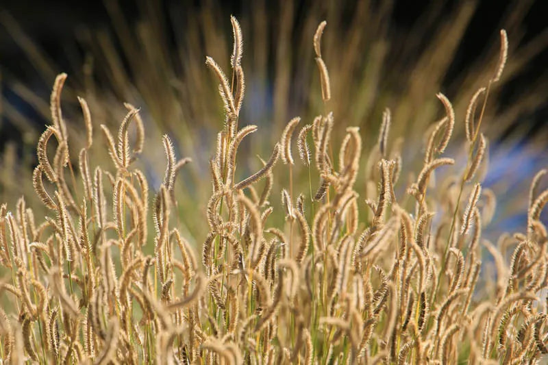 G0123 Grass Bouteloua Gracilis Honeycomb - View 15 from www redcrocus com