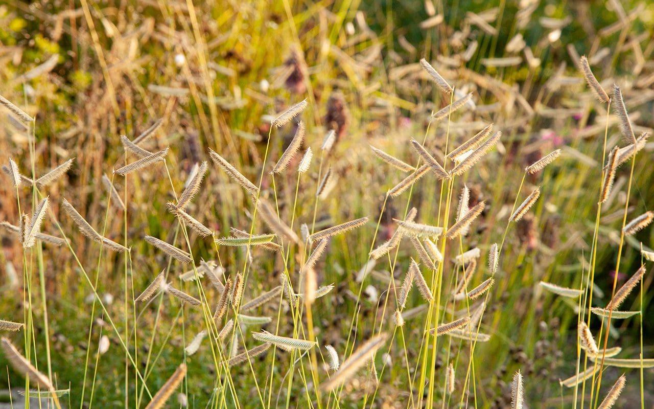 G0123 Grass Bouteloua Gracilis Honeycomb - View 16 from www redcrocus com