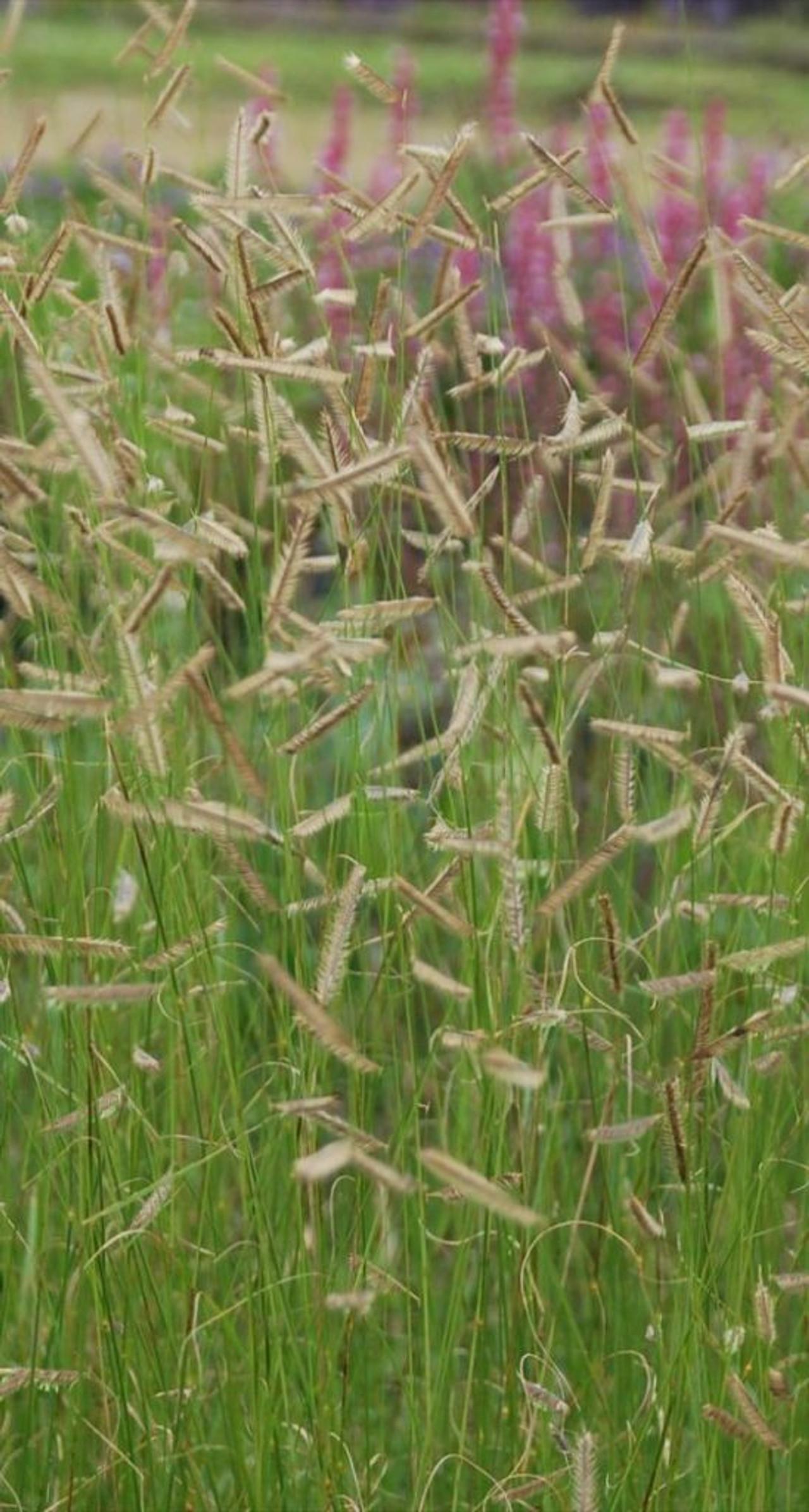 G0123 Grass Bouteloua Gracilis Honeycomb - View 1 from www redcrocus com