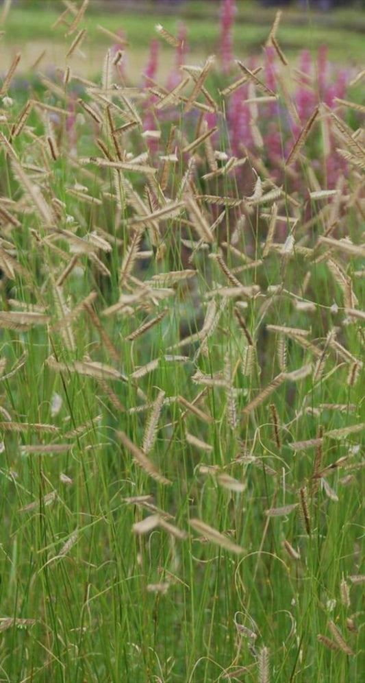 G0123 Grass Bouteloua Gracilis Honeycomb - View 1 from www redcrocus com