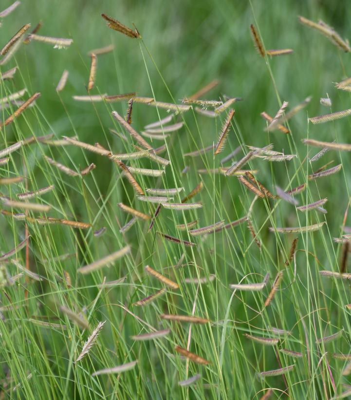 G0123 Grass Bouteloua Gracilis Honeycomb - View 2 from www redcrocus com