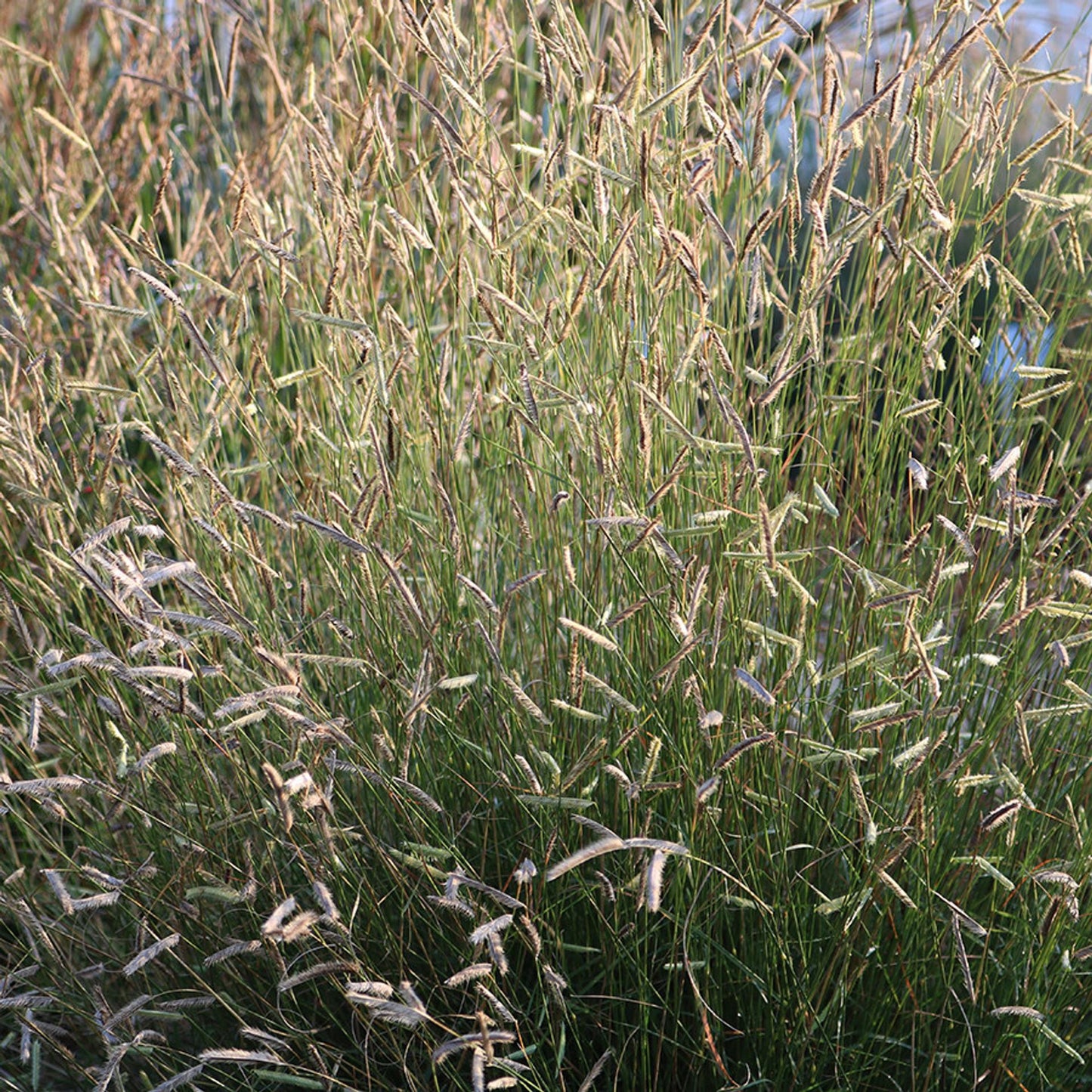 G0123 Grass Bouteloua Gracilis Honeycomb - View 4 from www redcrocus com