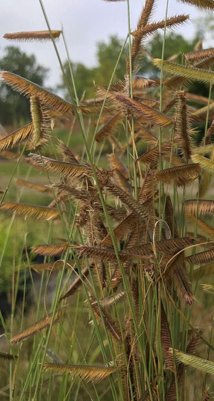 G0123 Grass Bouteloua Gracilis Honeycomb - View 5 from www redcrocus com