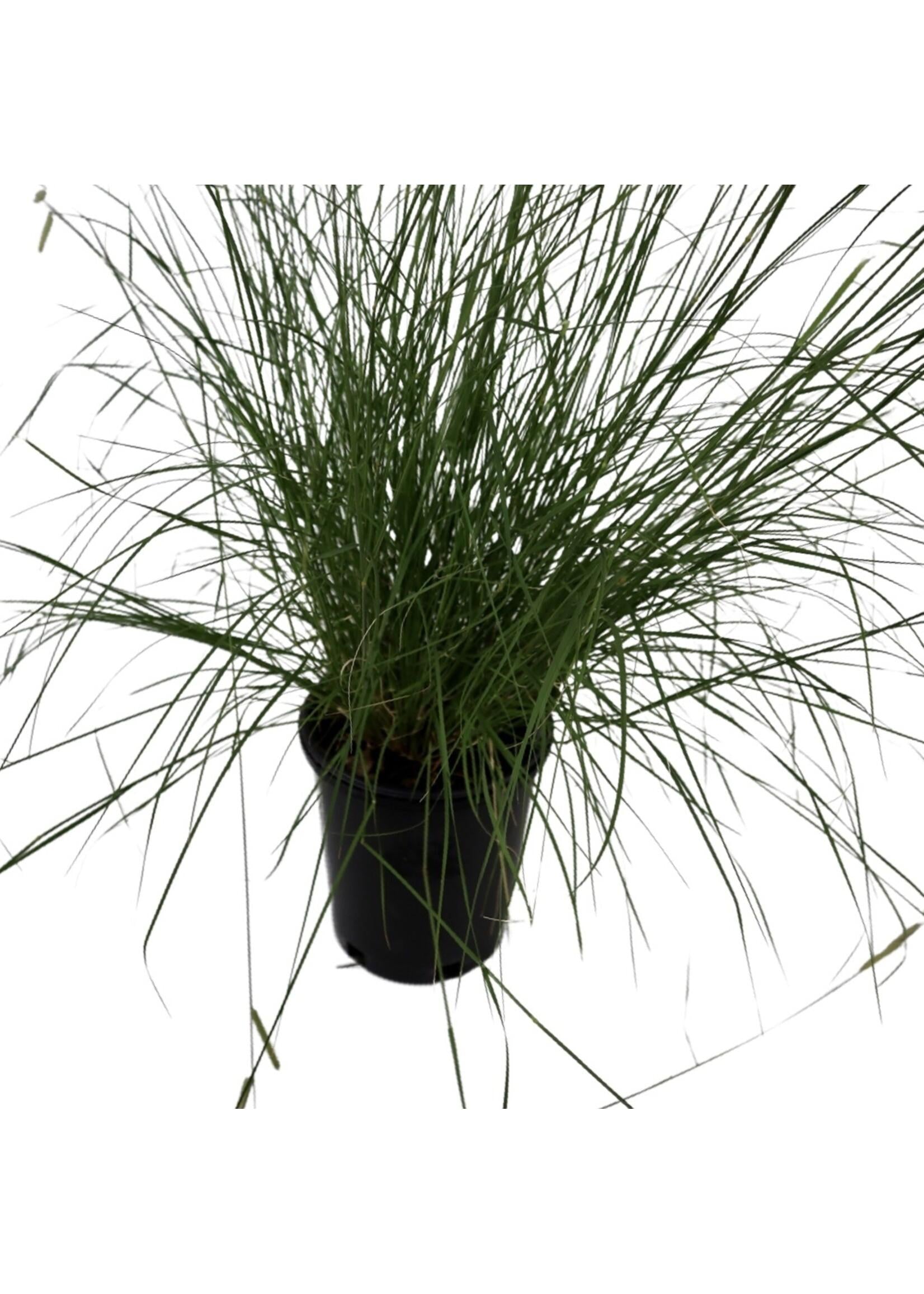 G0123 Grass Bouteloua Gracilis Honeycomb - View 9 from www redcrocus com