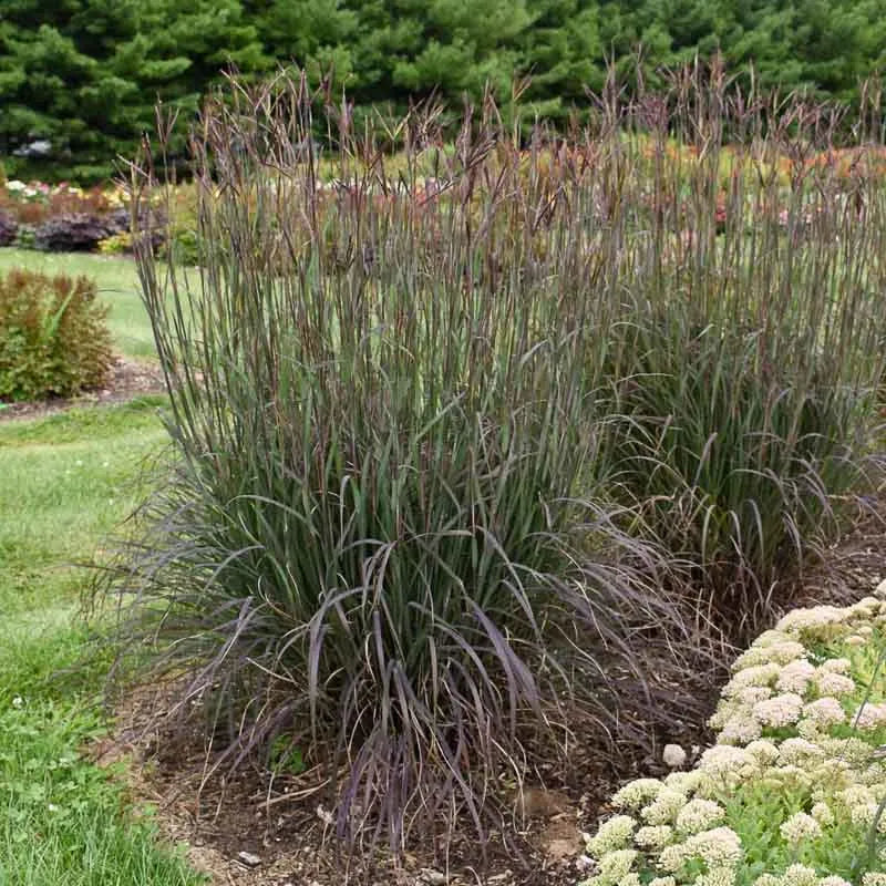 G0131 Grass, Andropogon Gerardii 'blackhawks' - View 11 from www redcrocus com