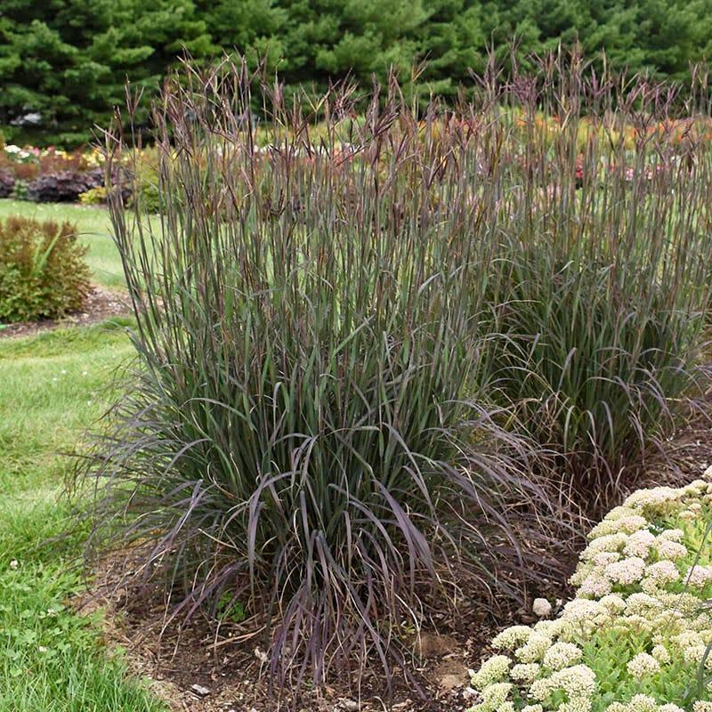 G0131 Grass, Andropogon Gerardii 'blackhawks' - View 13 from www redcrocus com