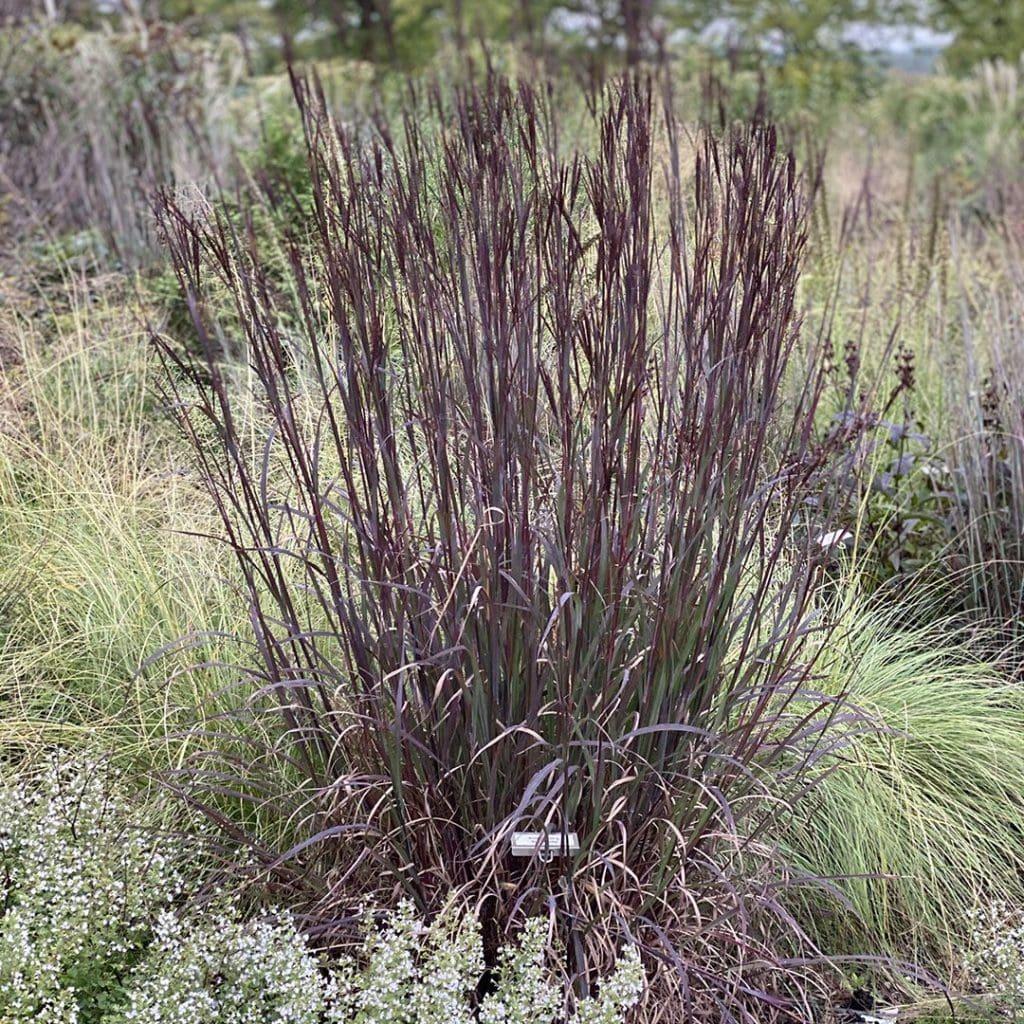 G0131 Grass, Andropogon Gerardii 'blackhawks' - View 14 from www redcrocus com