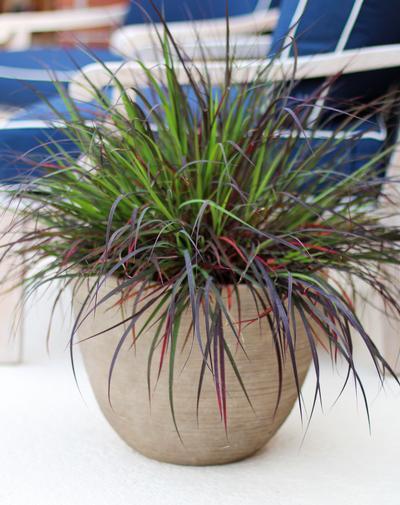 G0131 Grass, Andropogon Gerardii 'blackhawks' - View 15 from www redcrocus com