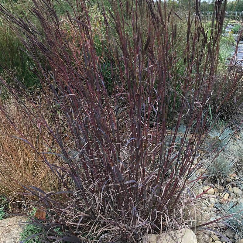 G0131 Grass, Andropogon Gerardii 'blackhawks' - View 16 from www redcrocus com