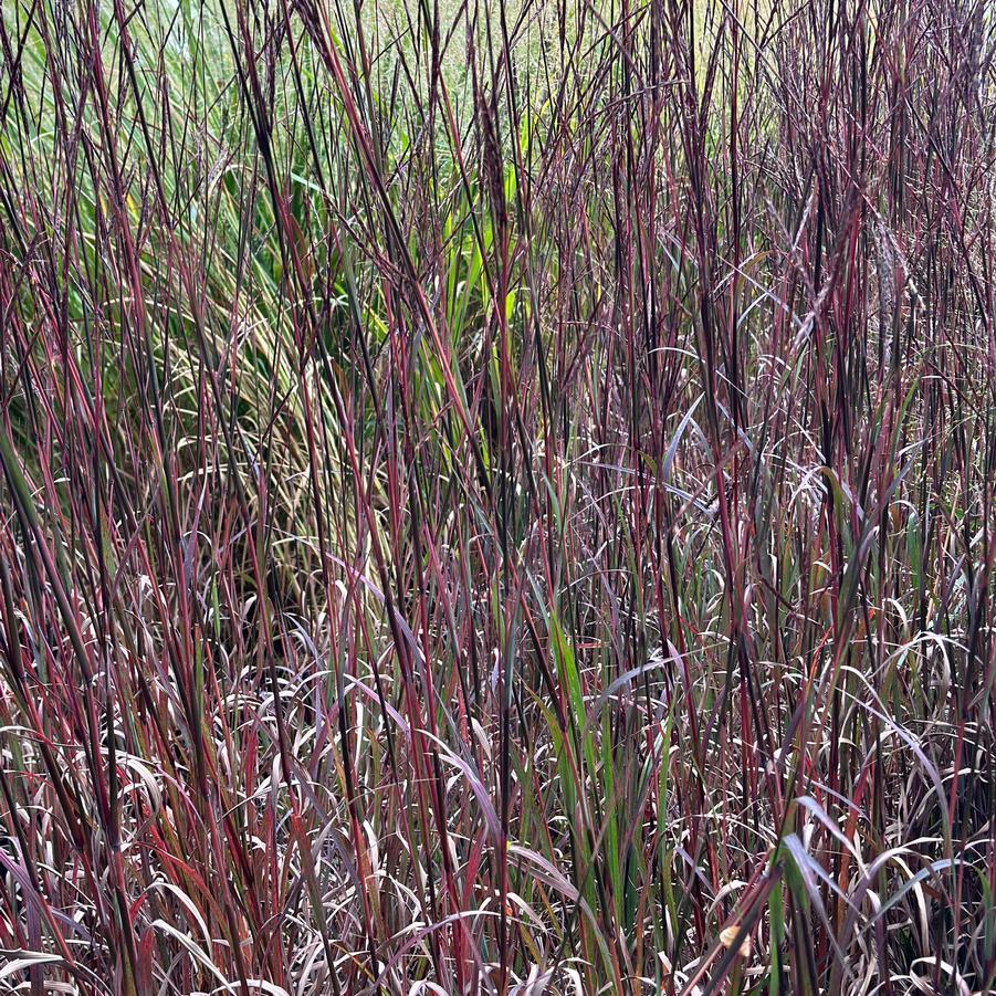 G0131 Grass, Andropogon Gerardii 'blackhawks' - View 18 from www redcrocus com