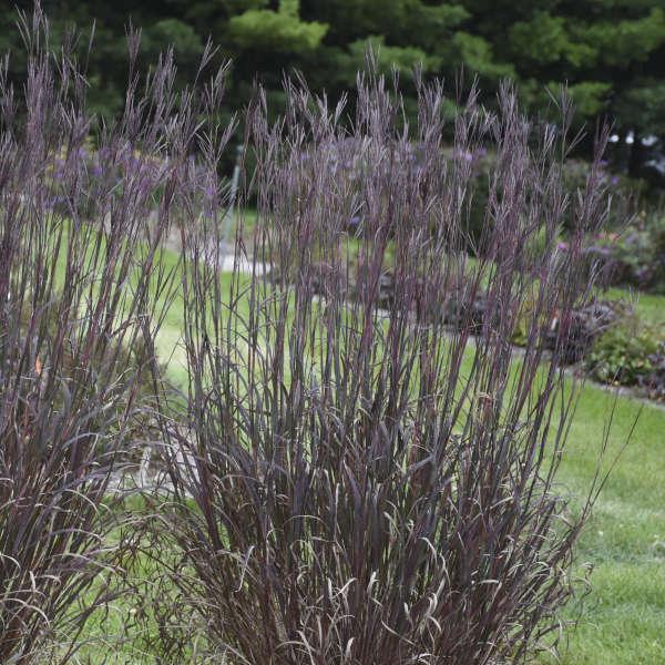 G0131 Grass, Andropogon Gerardii 'blackhawks' - View 19 from www redcrocus com