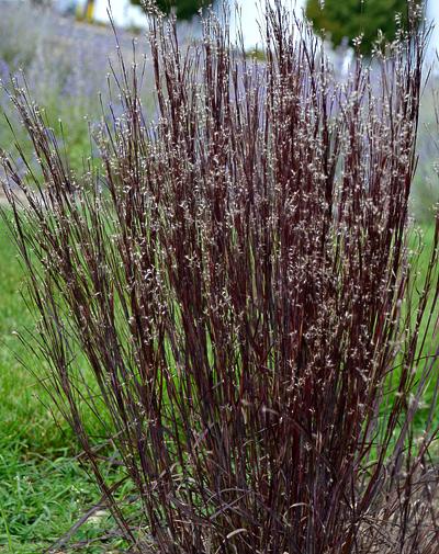 G0131 Grass, Andropogon Gerardii 'blackhawks' - View 20 from www redcrocus com