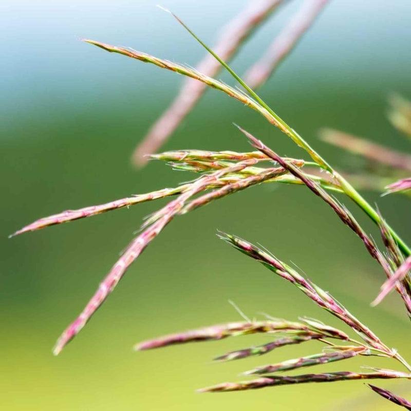 G0131 Grass, Andropogon Gerardii 'blackhawks' - View 26 from www redcrocus com