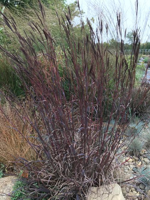 G0131 Grass, Andropogon Gerardii 'blackhawks' - View 27 from www redcrocus com